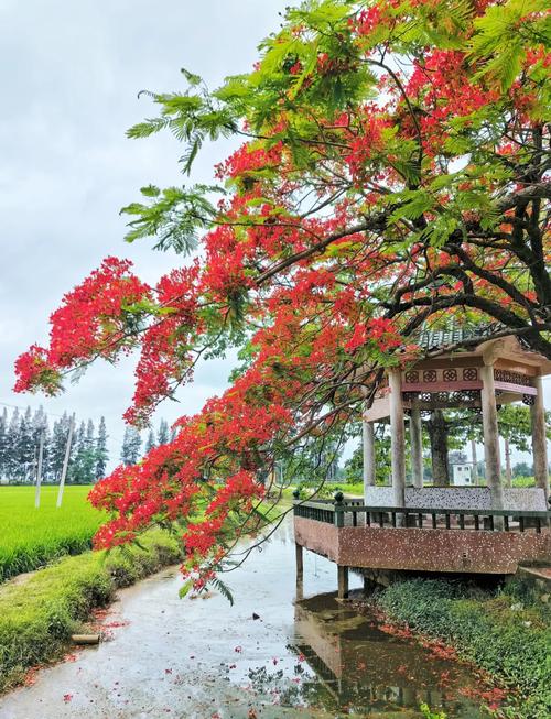 春天到了，上凤凰山赏花去！春天到了，上凤凰山赏花去！