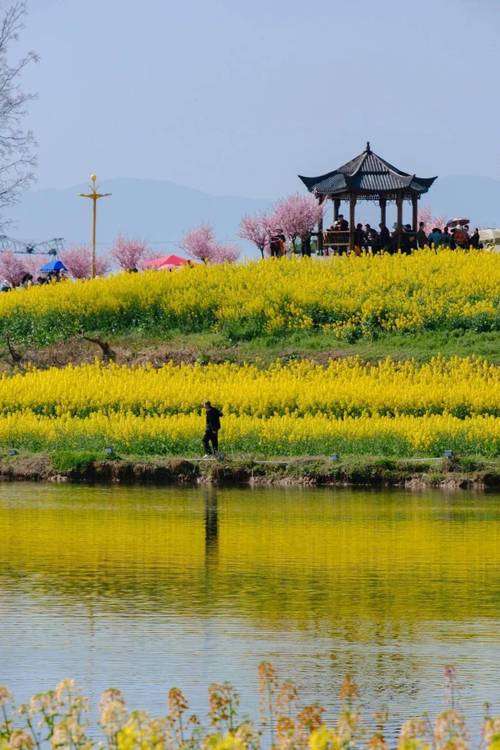 汉中油菜花田 3月24日早上