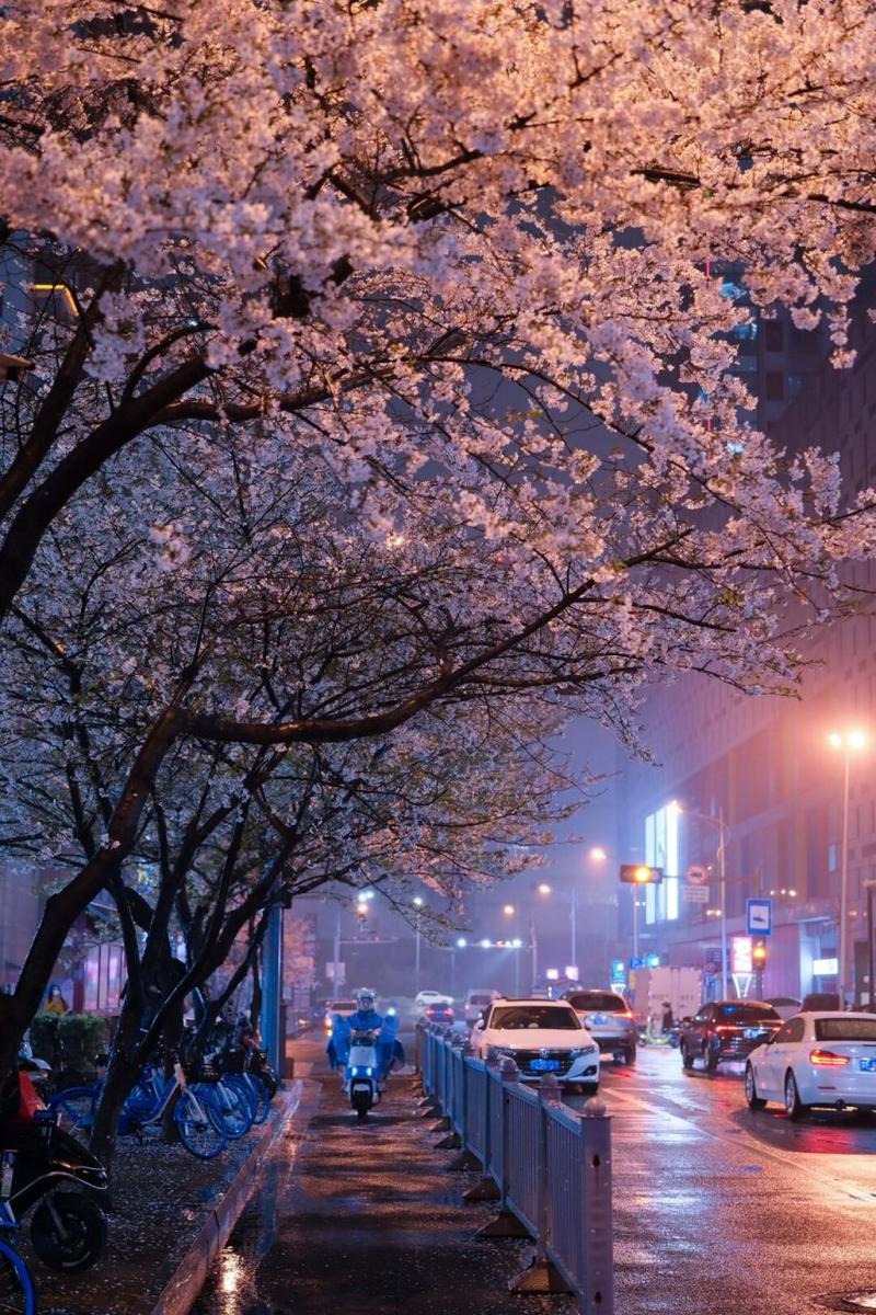 来苏州春分街淋一场樱花雨，氛围感拉满