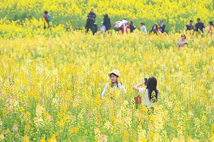 八一乡：3000亩油菜花绽放 春色如画醉游人