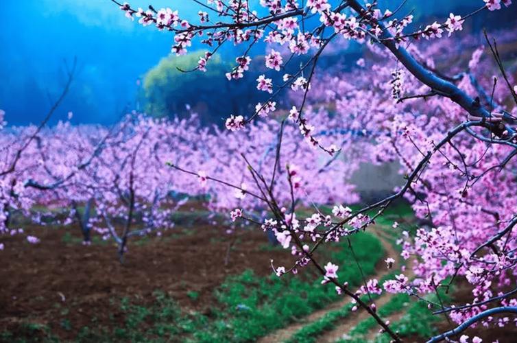 湘潭仰天湖桃花绽放