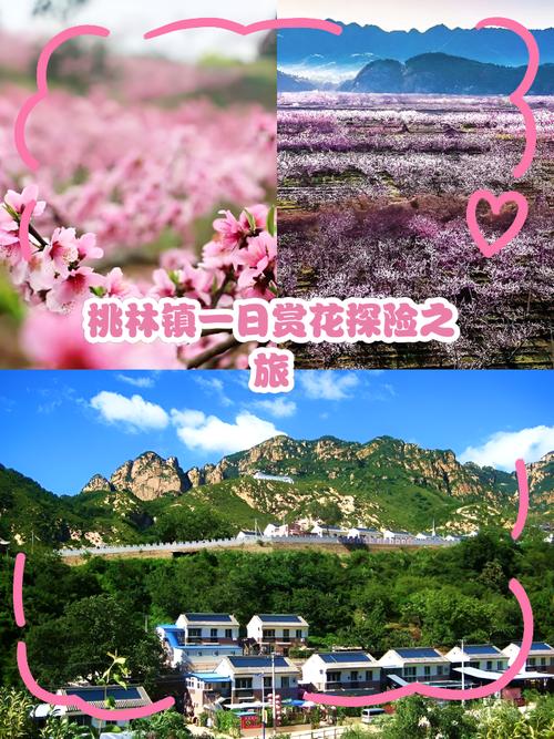 大通湖区北洲子镇：春日花海 西游奇缘 桃林音乐会 农文旅融合催生“花经济”