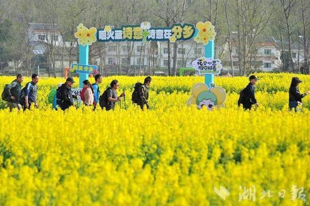 奔跑在金色花海！宜昌南垭花田亲子跑跑出春日美好