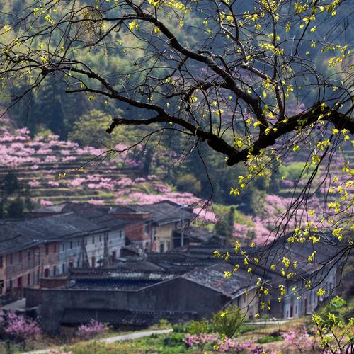 祝阳镇焦南村：花开正盛 春光正好
