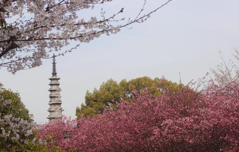 杭州白塔公园里的樱花海棠花盛放，火车花下过美的热闹看完醉了