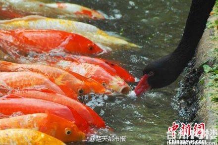 山东一黑天鹅叼起饲料喂食湖中锦鲤，接下来一幕众人傻眼