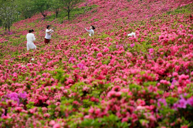 山亭开启“山花烂漫里踏青”主题春季文旅活动