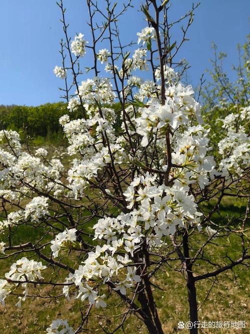 上海：嘉定梨花节开幕 千亩梨园百亩油菜组成春日花