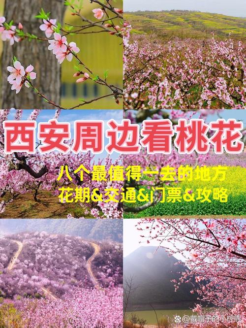 距西安60公里，鄠邑柳泉桃花节已进入盛开季，导航：柳泉口村