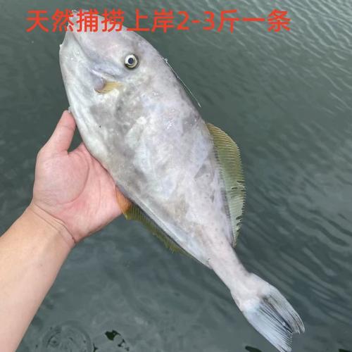 象皮鱼扒皮鱼就是绿鳍马面鲀，象皮鱼能做道好菜“家常烧象皮鱼”