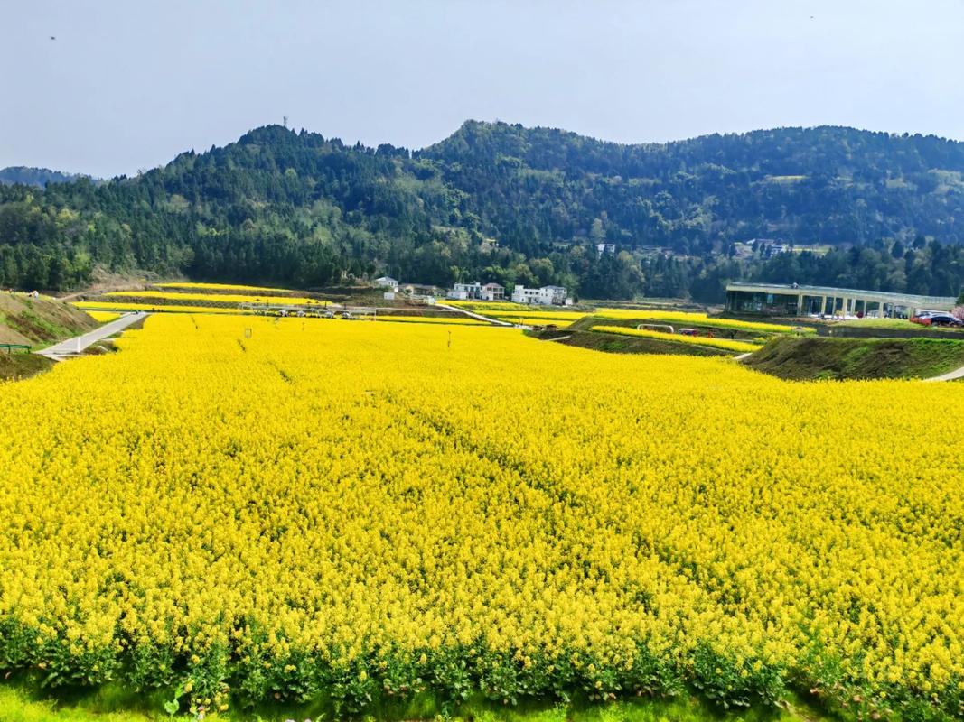 湖南通道县：黄家堡的春天 油菜花的时节，美丽乡村景色迷人