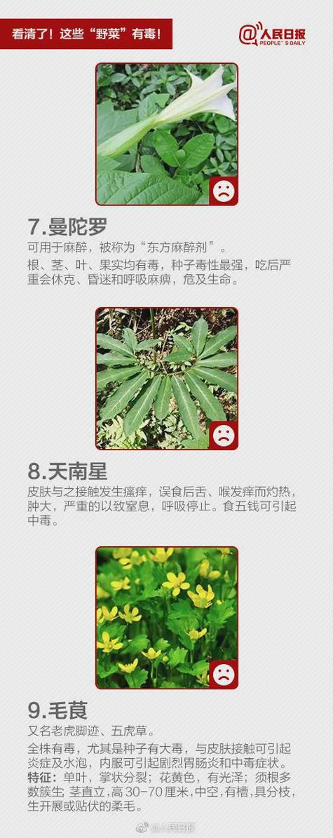 春夏季最毒野菜黑名单！长得像香椿别乱摘