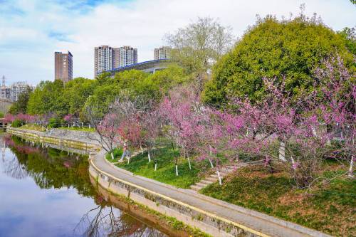 阳春三月，三峡大学桃花节如期而至，求索溪畔的桃花竞相绽放