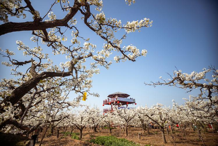 郑城镇观音山4月2日梨花节，邀你共赏梨花盛景