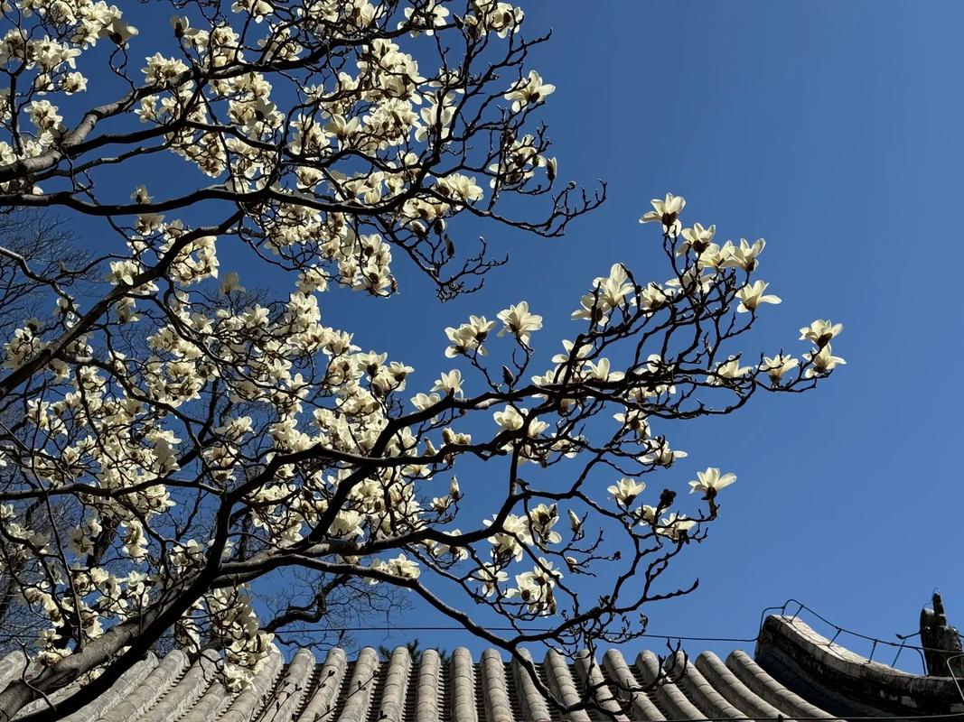 潭柘寺二乔玉兰盛开，周末赏花正当时