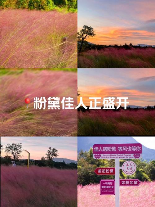 不瞒了！深圳别院藏着粉黛 市民争相上山探访百岁“红粉佳人”