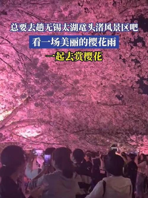 无锡的樱花，叫跑腿也要去看。快来签收属于你的“粉色奇遇”