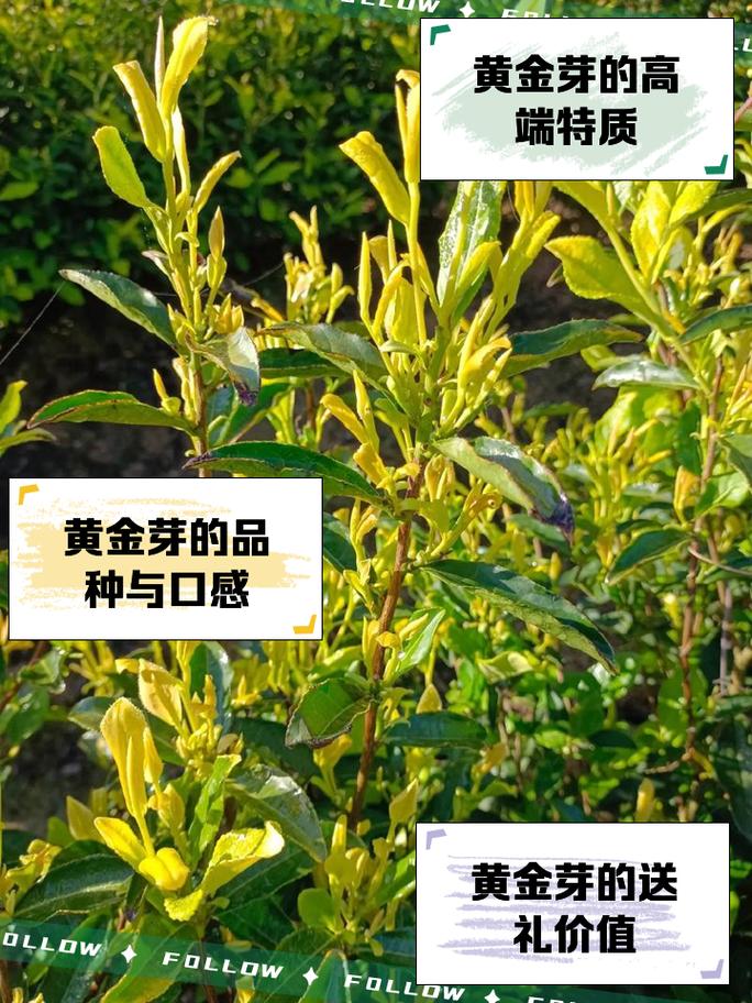 春芽正当时！这5道黄金菜助娃蹿高个，错过再等一年！