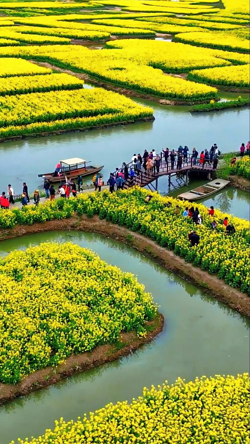 来汉川西江看油菜花啦 走进湖北汉川西江乡千亩油菜花海