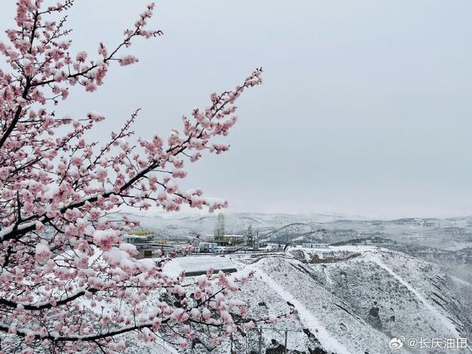当百花山遇到三月雪 三月的雪 突如其来的一场雪