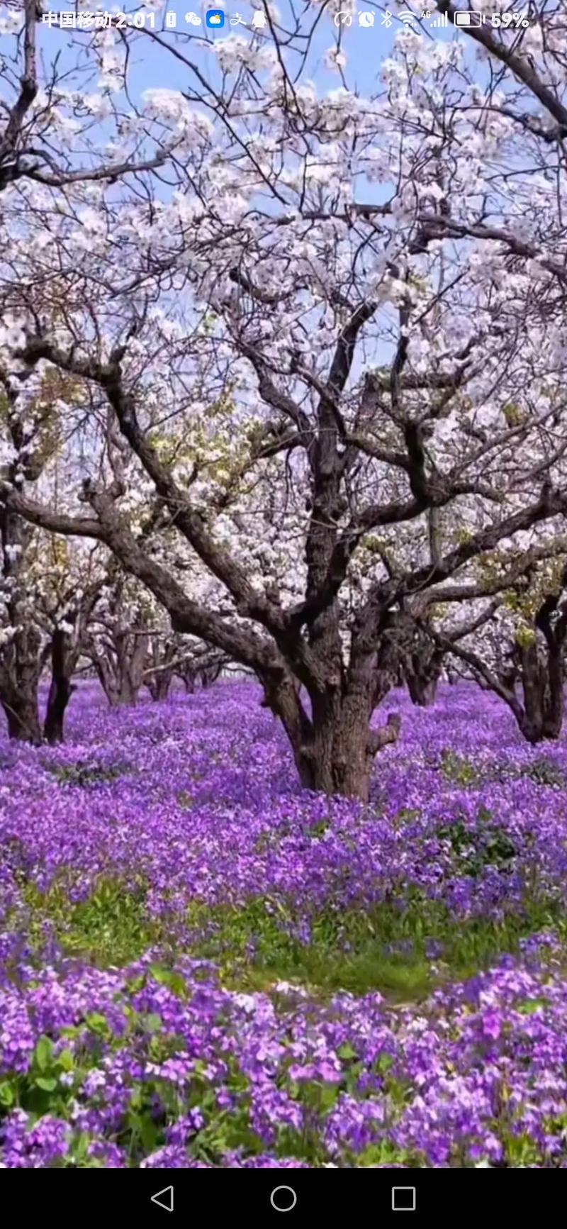 “春日宿迁三台山，梨园繁花待君赏”