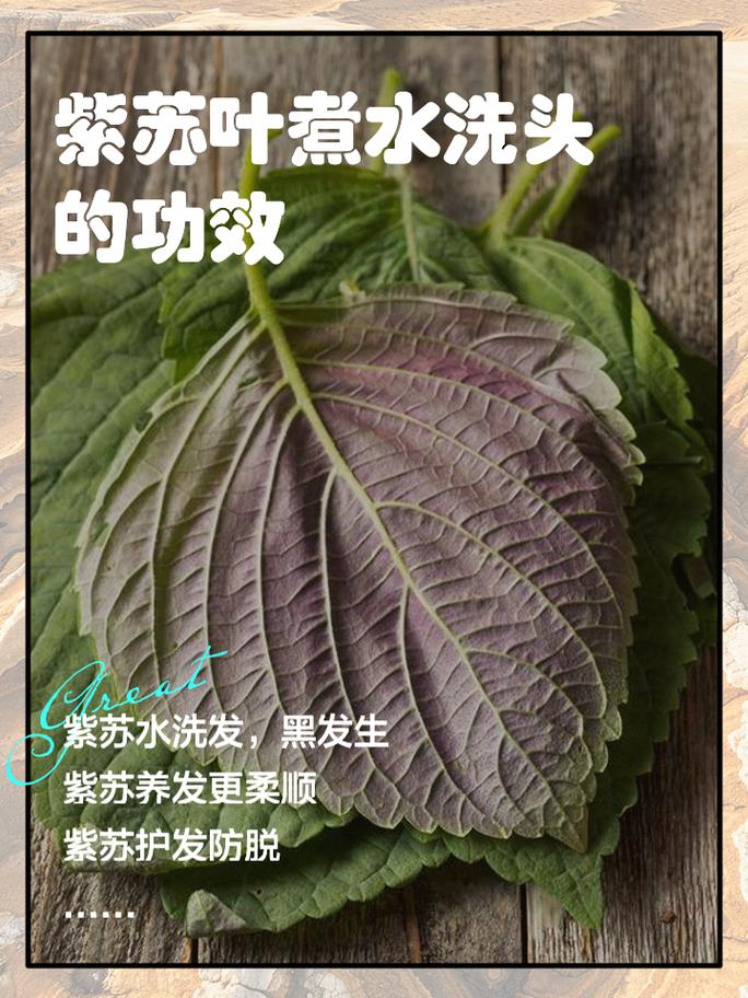 “紫苏”是个宝，用它来泡水喝，或能帮助解决这5个问题