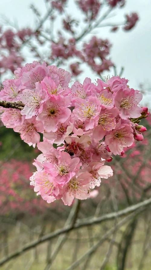 果然视频|春寒虽未消阳光却明媚，泉畔的粉红色重瓣樱花开了