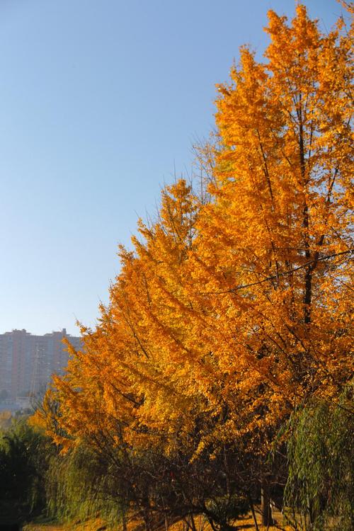 三峡大学最美春景悄悄的来了
