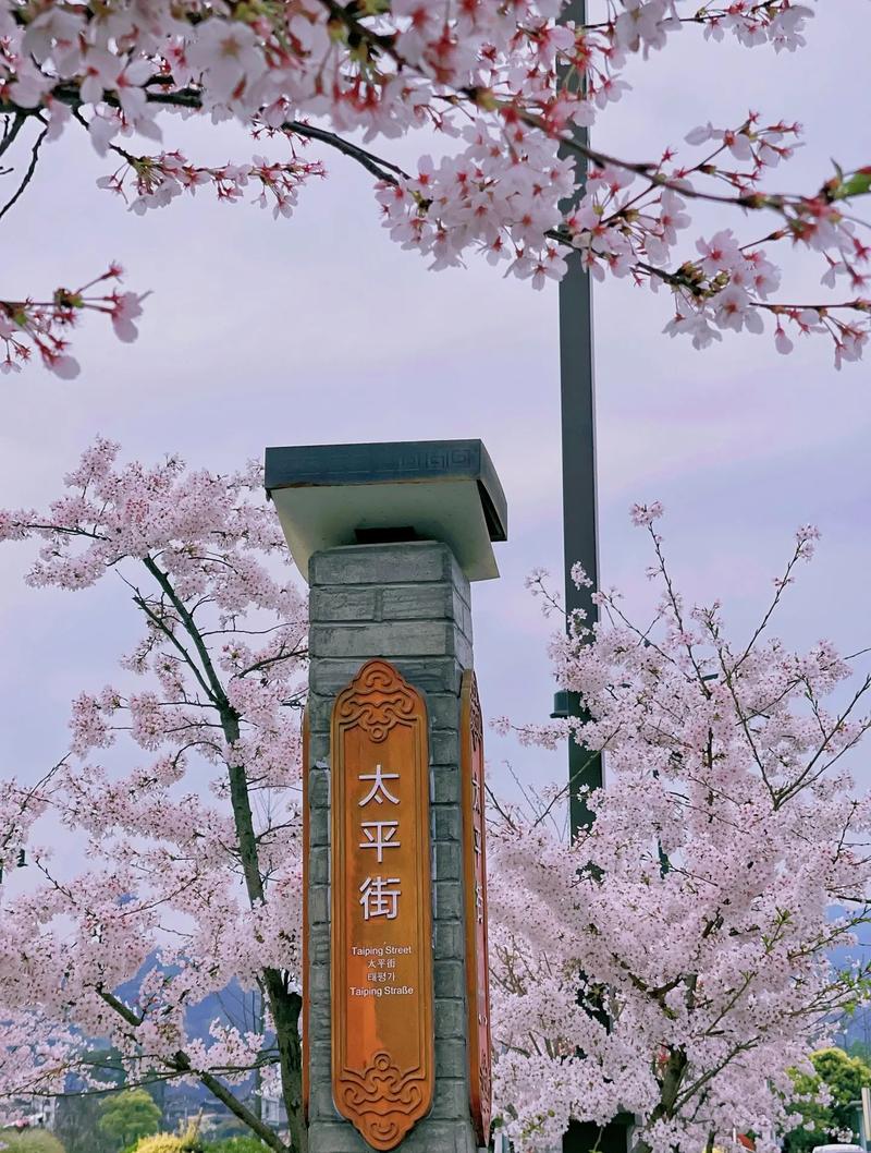 成都赏樱拍照圣地 都江堰的太平街，赏樱拍照绝了，纷围感满满