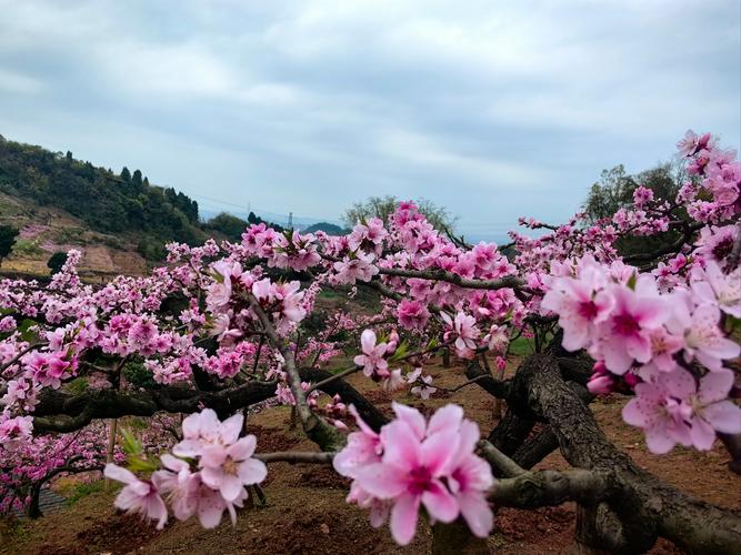 图片新闻｜酉阳：桃花盛开春景美