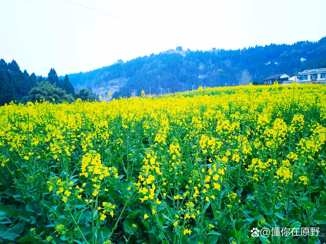 踏春赏花，阳光明媚，金黄花海，田园风光，静谧美好