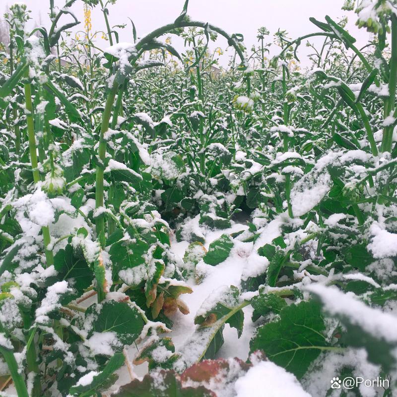 湖南4月下雪了 这是历史罕见的气候现象 油菜花和雪花终于见面了