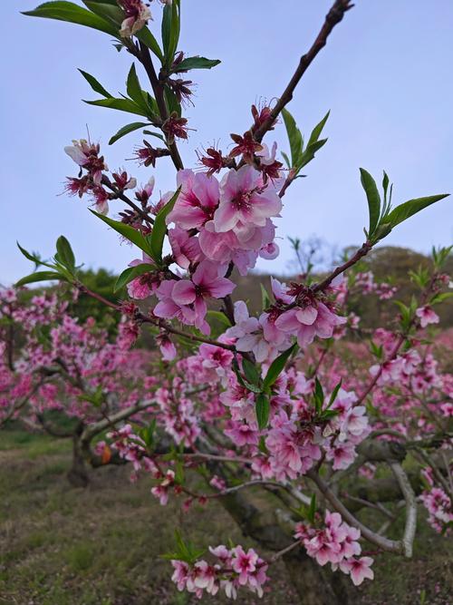 大悟：千亩桃花灼灼 春日美景如画