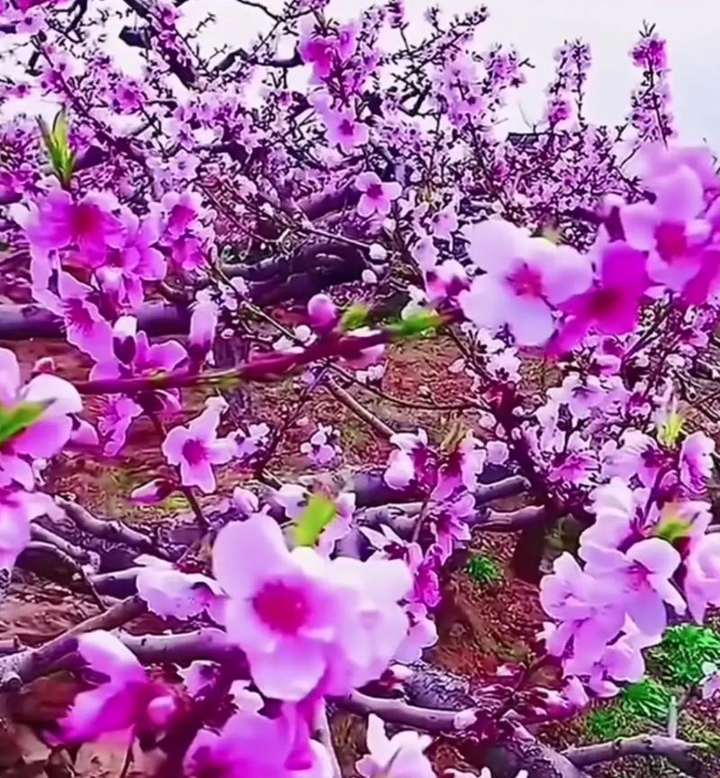 2025年鄄城县第三届尧舜文化艺术节 桃花节开幕。鄄城