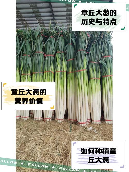 山东蔬菜产量第一，大葱能达2.6米，为啥能长这么高？