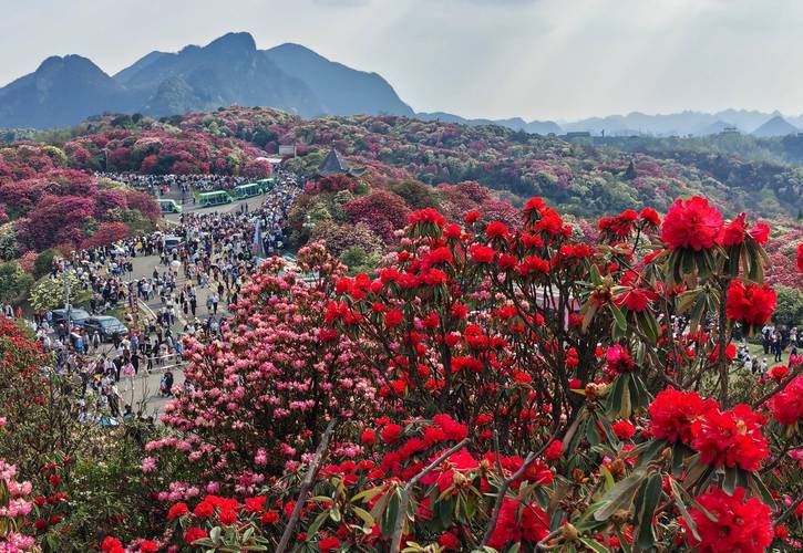 记录自驾旅行足迹 百里杜鹃 踏春赏花 分享美景