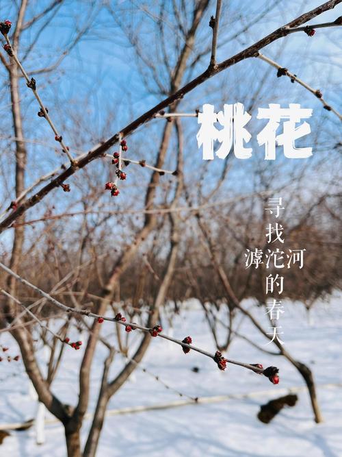 一夜醒来，新民的桃花含苞待放，如一封春信，待你拆开