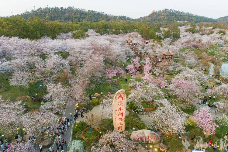 打卡东湖樱花园，花海中的真实赏花之旅！