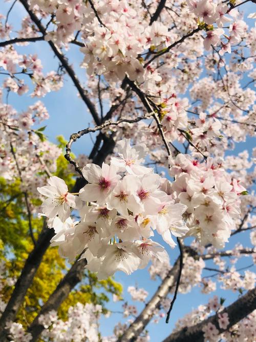 长风公园樱花苑进入最佳观赏期