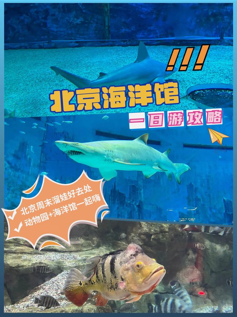 北京三大海洋馆春天一定要来太平洋海底世界 亲子游玩好去处