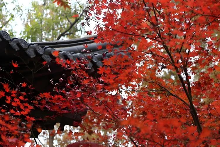 被栖霞山“桃花附体”不白来嗷，都不白来！