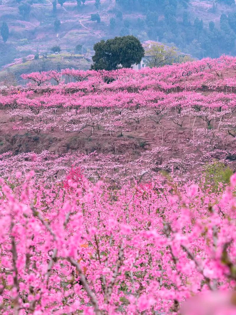 陕西境内面积最大的野桃花，来到了现实版“三生三世 十里桃花”