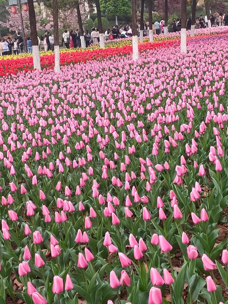 4月3日实拍西安兴庆公园南门东边郁金香🌷花海现状，还是没有全开