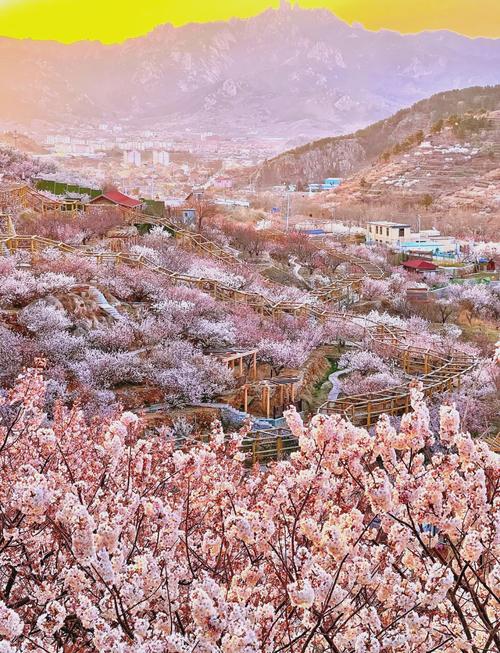 山东认证绝美赏樱地！峡谷樱花、千亩连翘，清明假期近郊首选！