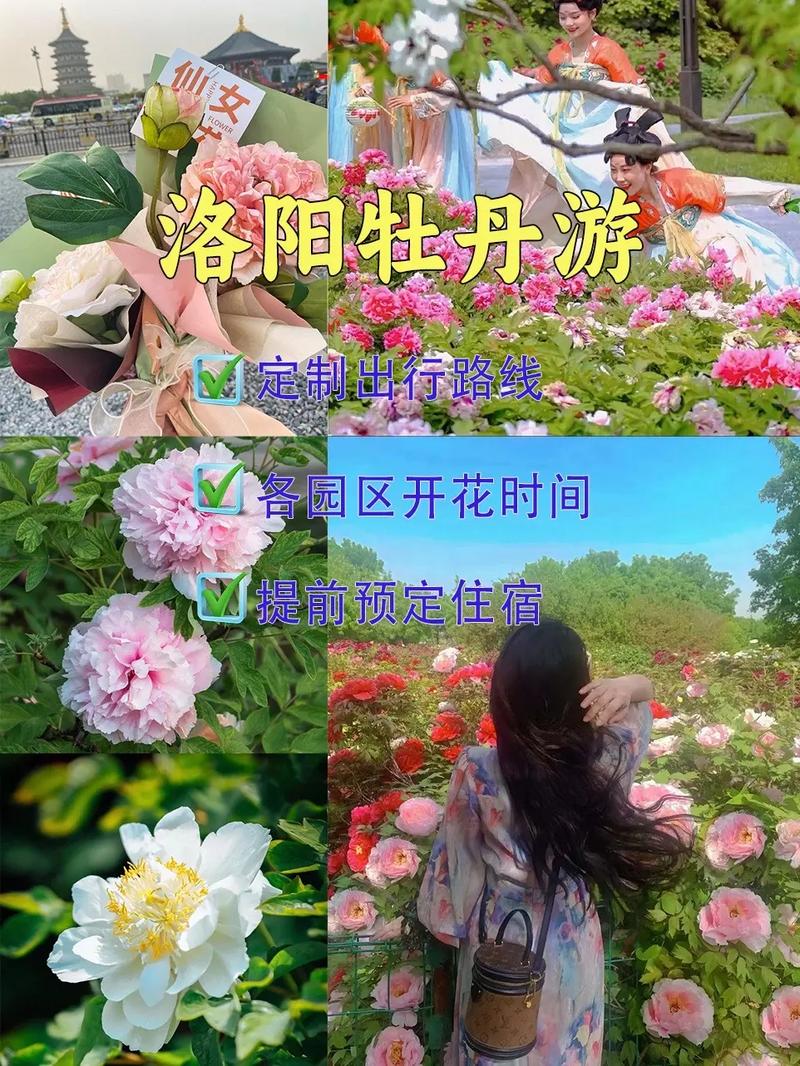 王城丹香迎宾#洛阳牡丹文化节 赏花🌸听歌🎶春游 旅拍