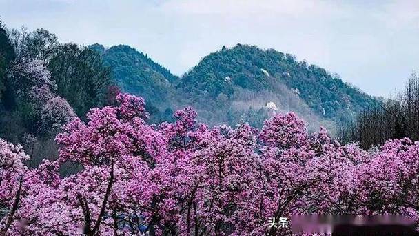 万亩辛夷花海怒放！四川这个秘境比李子柒视频还仙，错过等一年