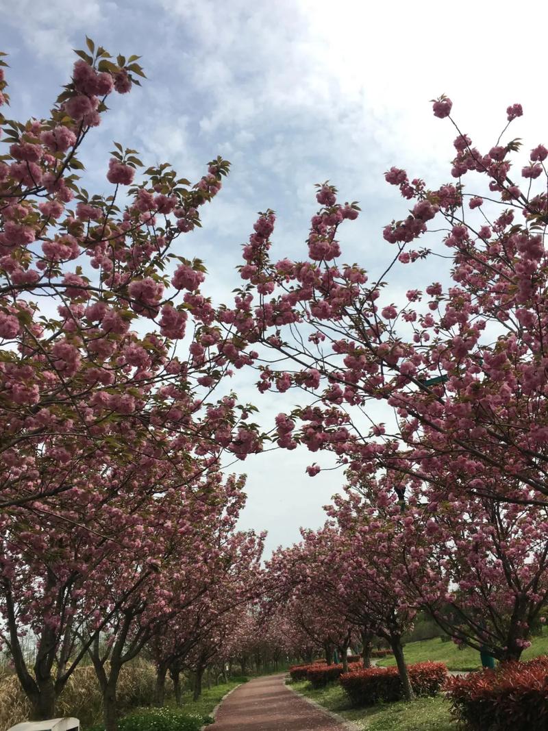 清明正春日！踏青可以计划上了—青白江凤凰湖看樱花