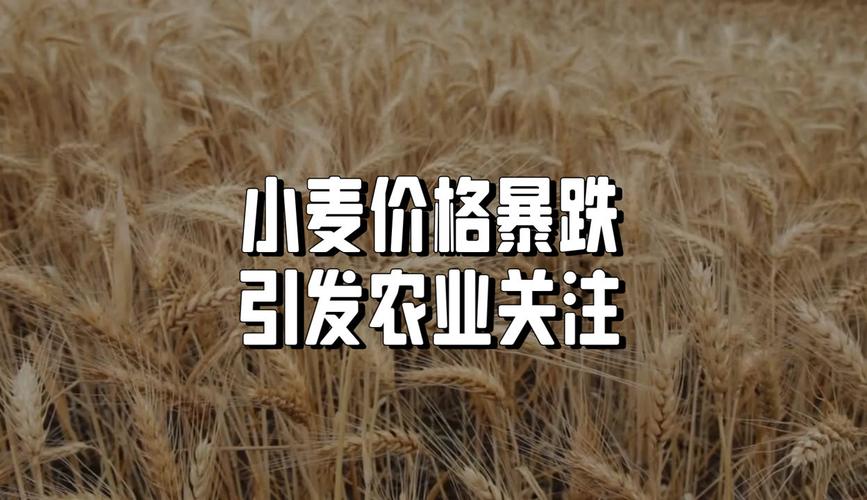 【小麦12元是底？专家预测：5月前必暴跌