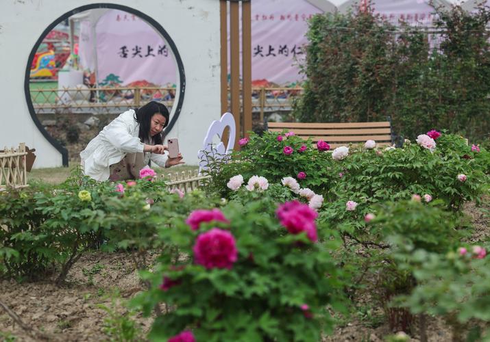 牡丹公园：打造诗香花海沉浸式赏花体验