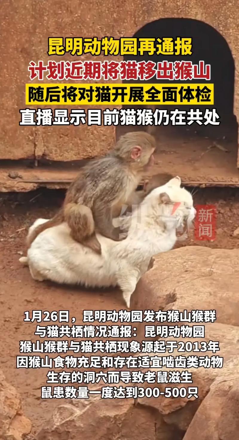 萌猫遭猴群追杀！山东动物园紧急回应！
